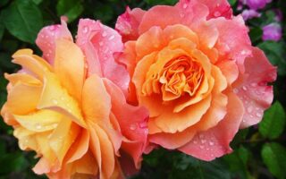 Guide til at finde inspiration til farver og planter i din have
